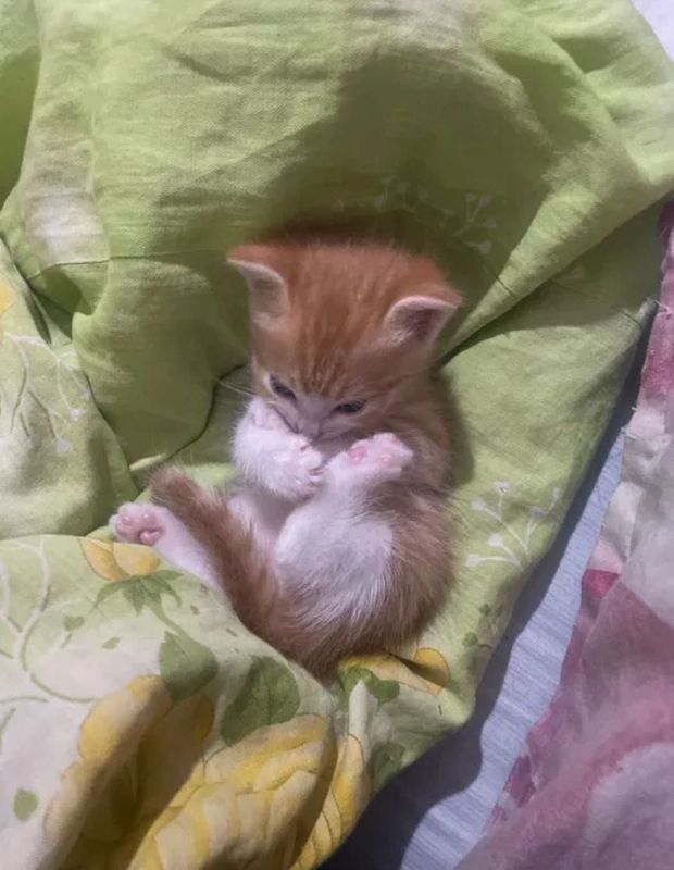 Продам котят в хорошие руки. Котята домашние,приученные к лотку.