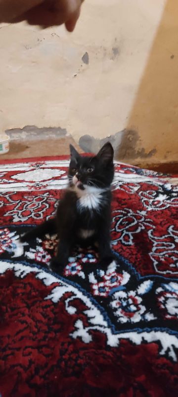 Mushuklarni hadiya qilamiz Mushuklarni hadiya qilamiz