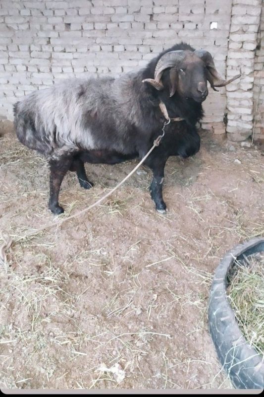 Halol Boqilgan Xonaki Chiroyli Zotli Qochqorlar sotiladi