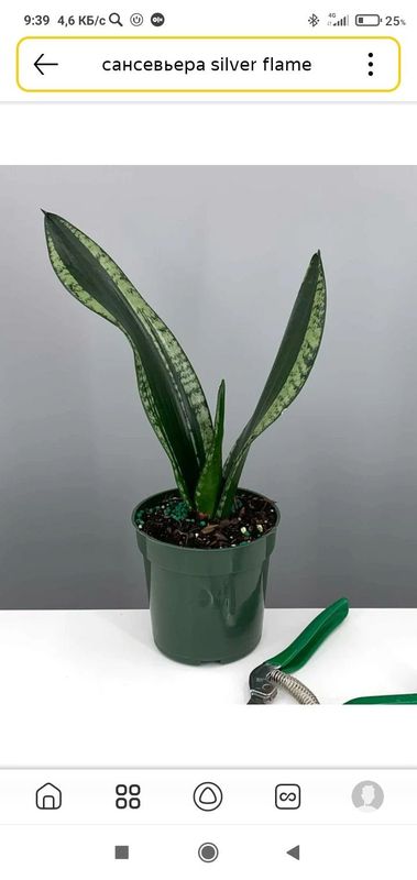 Sanseviyeriya Silver flame