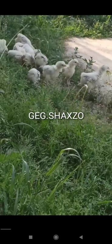 Svetliviy BRAMMA jo'jalari bor 30 kunlidan oshgan arzon narxda Svetliviy BRAMMA jo'jalari bor 30 kunlidan oshgan arzon narxda