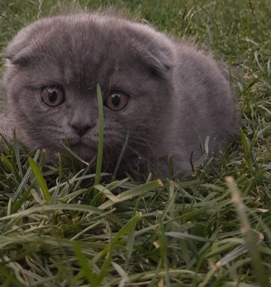 Скоттиш Фолд Сотилади Скоттиш Фолд Сотилади