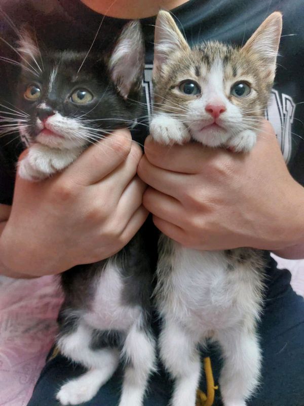 котята в добрые руки котята в добрые руки