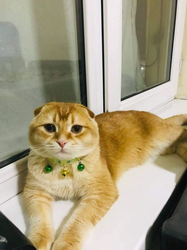 scottish fold (okras zolotoy shinshilla) scottish fold (okras zolotoy shinshilla)