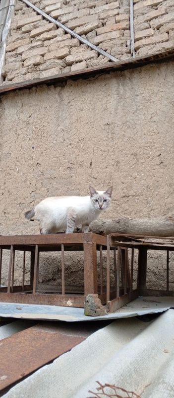 Siyamski mushu sotiladi