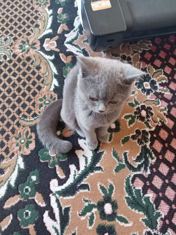 Продаю котёнка британской породы