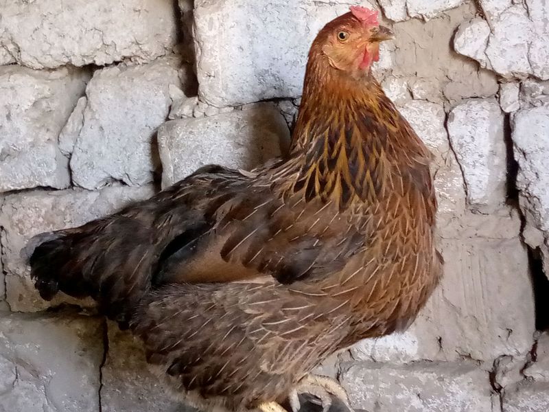 tovuqlar bor tovuqlar bor