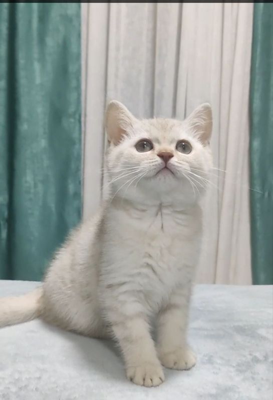 Продается котёнок девочка 3 месяца очень ласковая и игривая Лиловая.