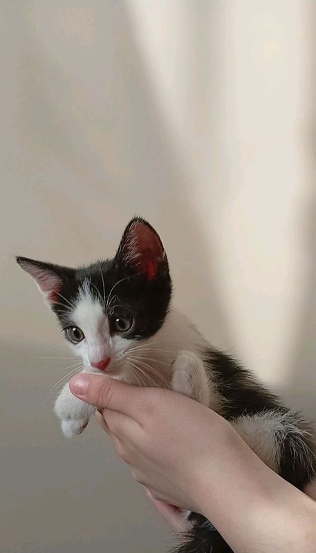 Котята бесплатно Котята бесплатно