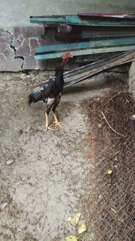 Sotiladi hali joja Sotiladi hali joja