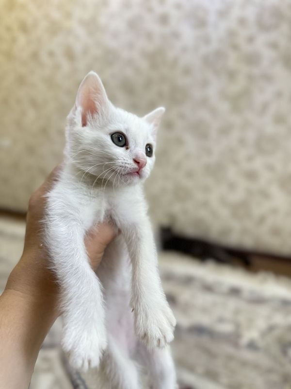 Котята парода турецкая ангора 1,5 месяц Котята парода турецкая ангора 1,5 месяц