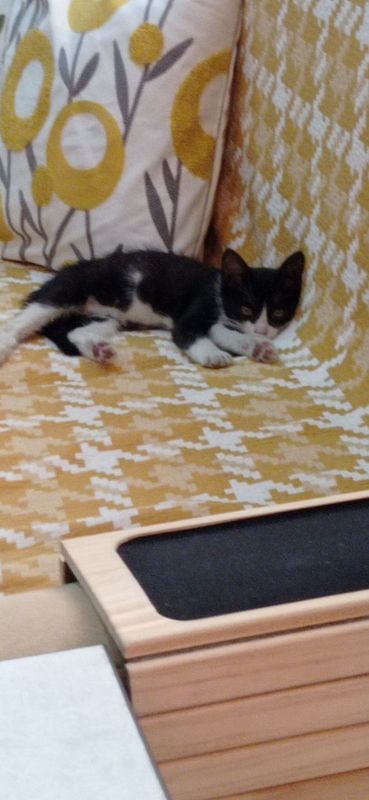 Котёнок в добрые руки Котёнок в добрые руки