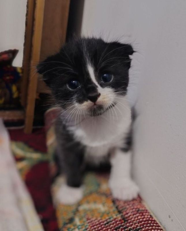 Скотиш фолд скотиш страйт Скотиш фолд скотиш страйт