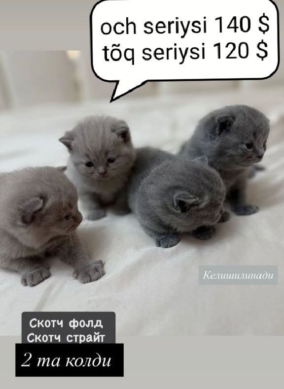 скотч фолд скотч страйт МУШУК скотч фолд скотч страйт МУШУК