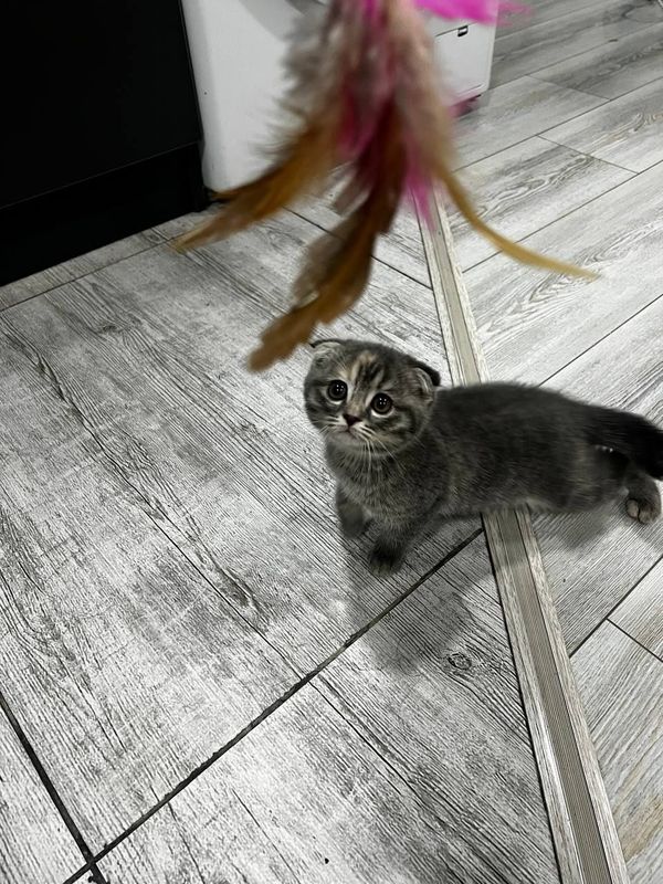 Кошка скоттиш фолд Кошка скоттиш фолд
