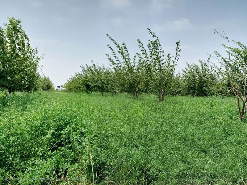 Tayyor biznes. Tez va arzon 9 gektarli bog' daraxtlari bilan sotiladi Tayyor biznes. Tez va arzon 9 gektarli bog' daraxtlari bilan sotiladi