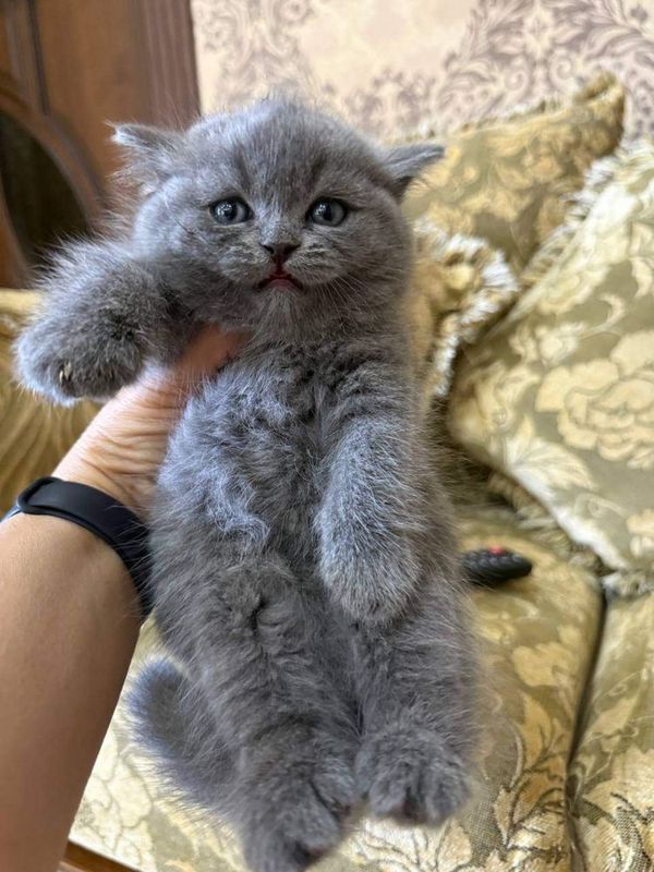 Skottish strayt. Скоттиш страйт Skottish strayt. Скоттиш страйт