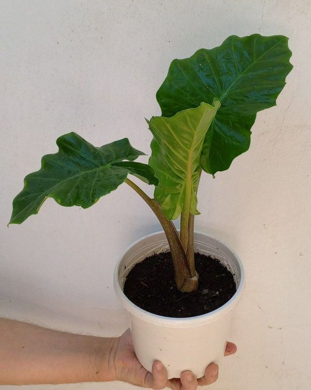Алоказия Лоу Райдер (Alocasia Low Rider). Экзотические цветы для дома. Алоказия Лоу Райдер (Alocasia Low Rider). Экзотические цветы для дома.