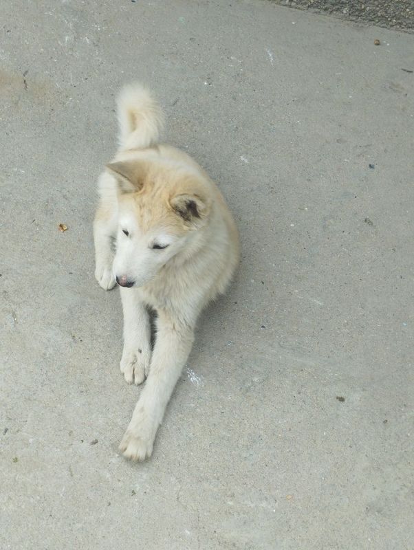 Srochna sotaman 2,5 oylik urğochi Srochna sotaman 2,5 oylik urğochi
