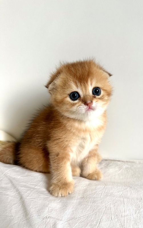 Шотландские вислоухие котята Шотландские вислоухие котята