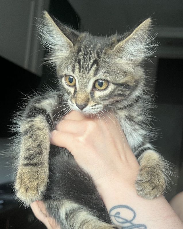 Котёнок бесплатно Котёнок бесплатно