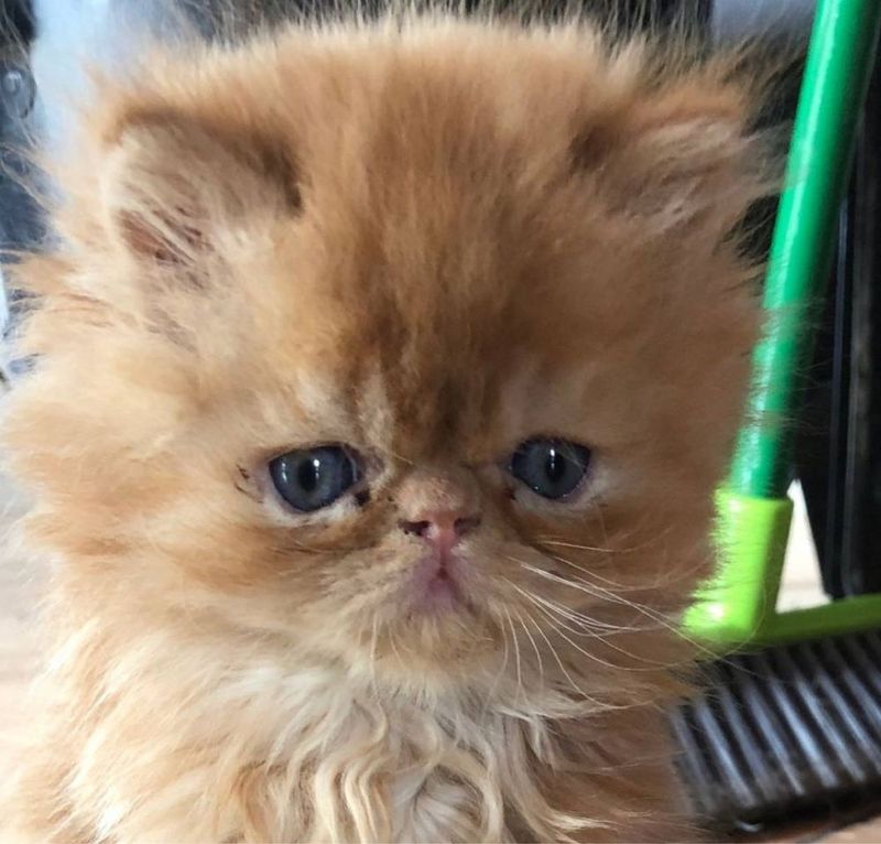 Котенок породисты Котенок породисты