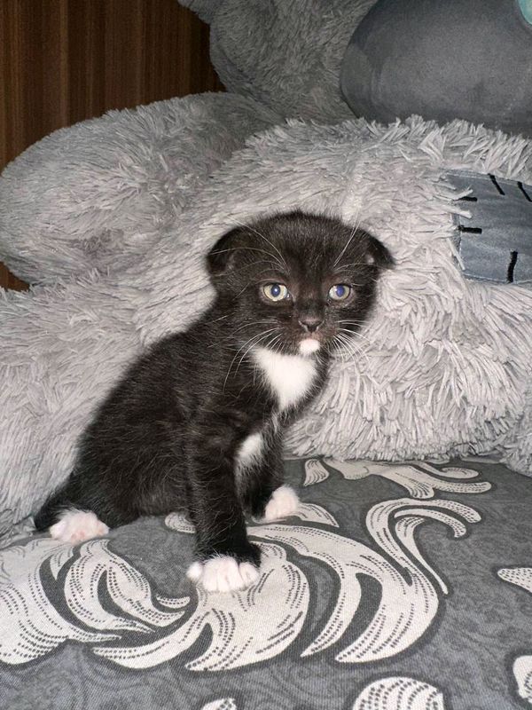 скотиш фолд мушук
