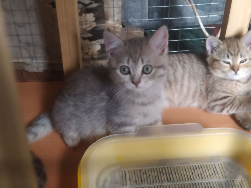 Шотланд Скочиш Страйт девочка Шотланд Скочиш Страйт девочка
