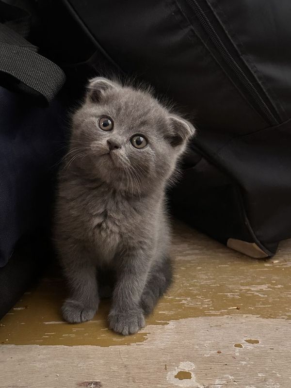 Вислоухие котята Вислоухие котята