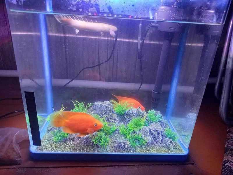 Baliqlar, akvariumi, filtri bilan komplekt holda Baliqlar, akvariumi, filtri bilan komplekt holda
