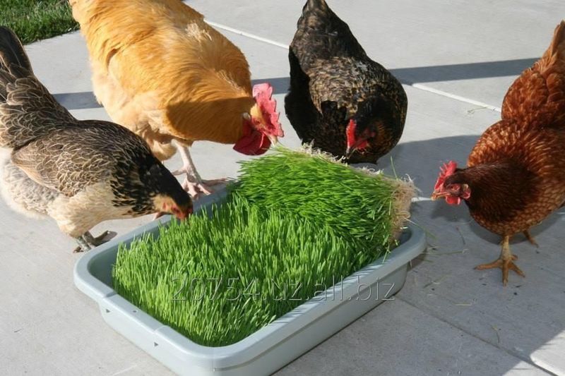 Корм для скота, зелень пшеница Корм для скота, зелень пшеница