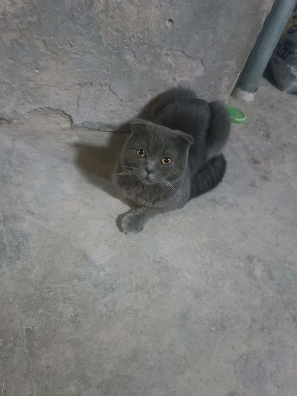 Sotiladi 80000 ming Sirocna Keliwtrb beramiz