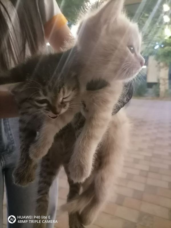 Отдам в хорошие руки котят Отдам в хорошие руки котят
