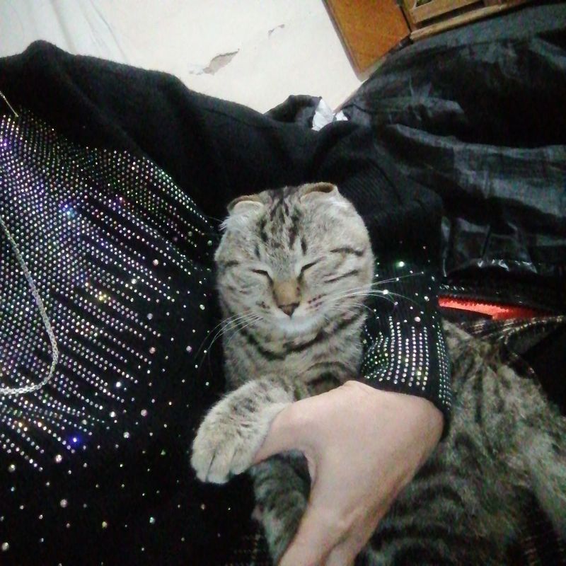 Uy mushugi aqqili Uy mushugi aqqili