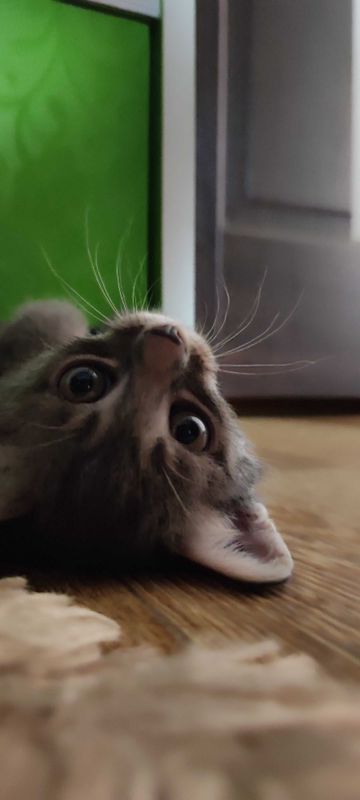 Котенок ласковый , игривый . Котенок ласковый , игривый .