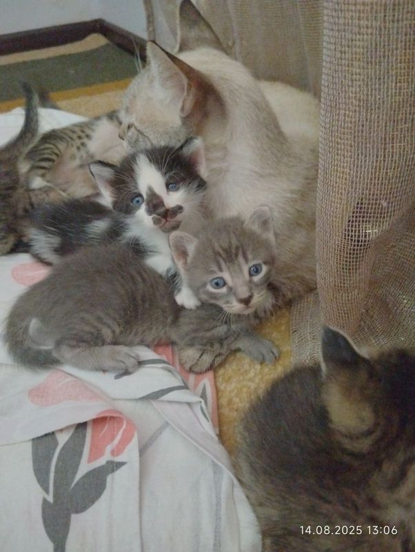 Котята сиамские