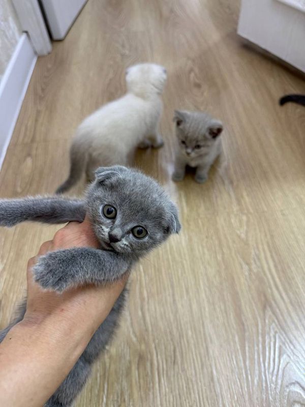 Кошкии, Mushuklar Кошкии, Mushuklar