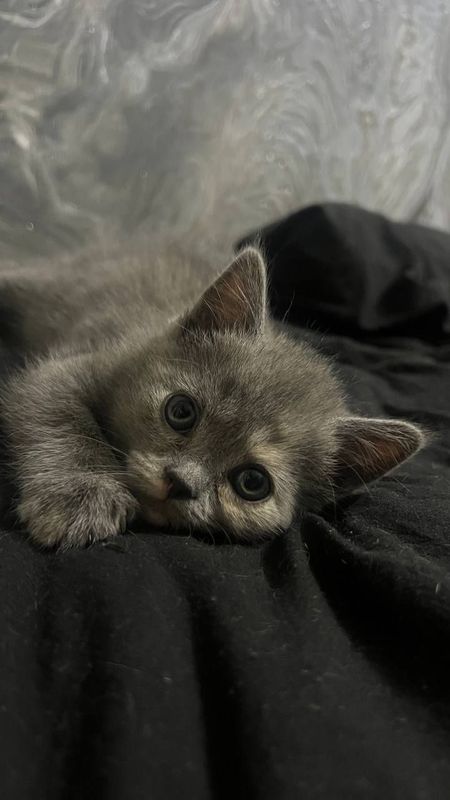 Котёнок скотиш-страит