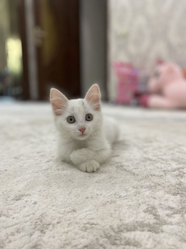 Mushukcha sotiladi Mushukcha sotiladi