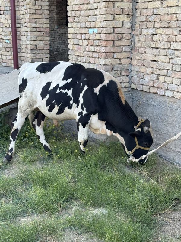 Boqacha 9 oyli yishlar yaxsh Boqacha 9 oyli yishlar yaxsh