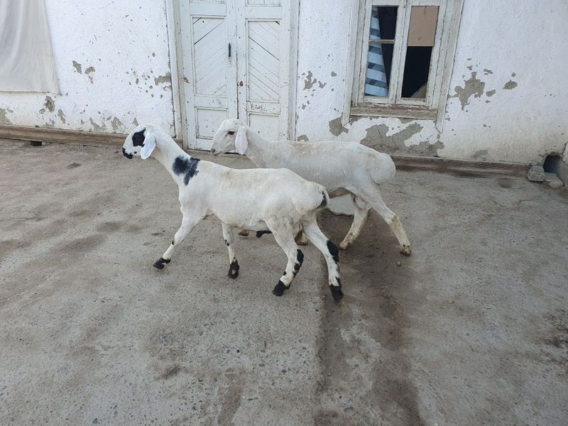 2ta egizak qoraquloq sifat qo'chqorla sotiladi Shofirkonda