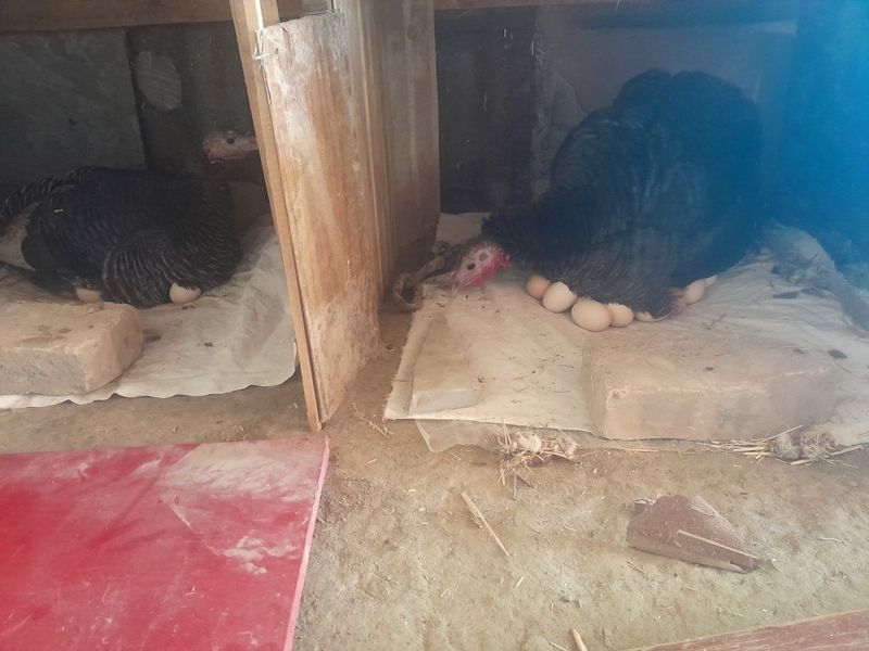 Гигант Кора шахзода жужалари сотилади Гигант Кора шахзода жужалари сотилади