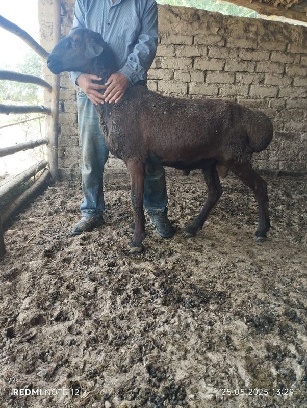 Qo'chqor sotiladi