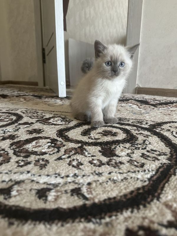 Mushuk Siamskiy Mushuk Siamskiy
