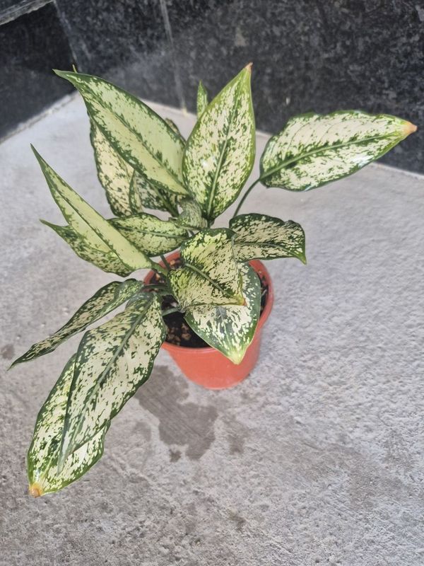 Aglaonema Siam Snow Aglaonema Siam Snow