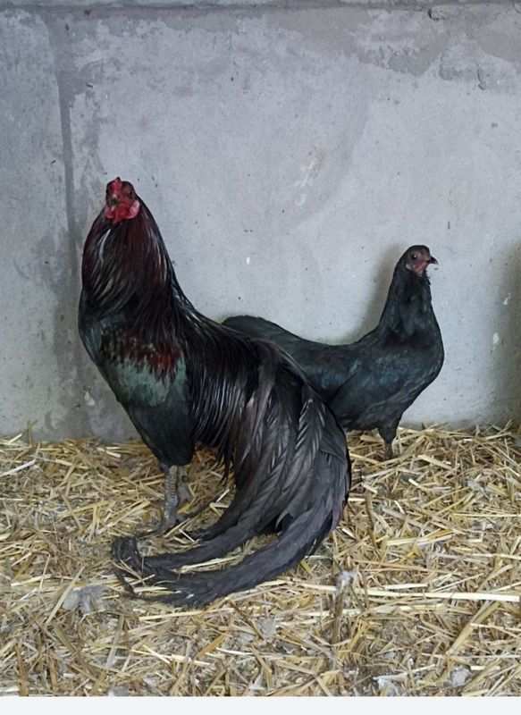 Xoʻroz Sumatra zotli Xoʻroz Sumatra zotli