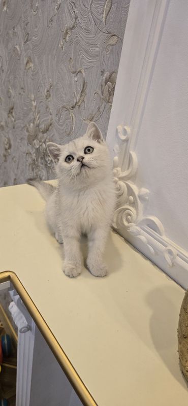 Британская серебрения шиншилла котята премиум класса Британская серебрения шиншилла котята премиум класса