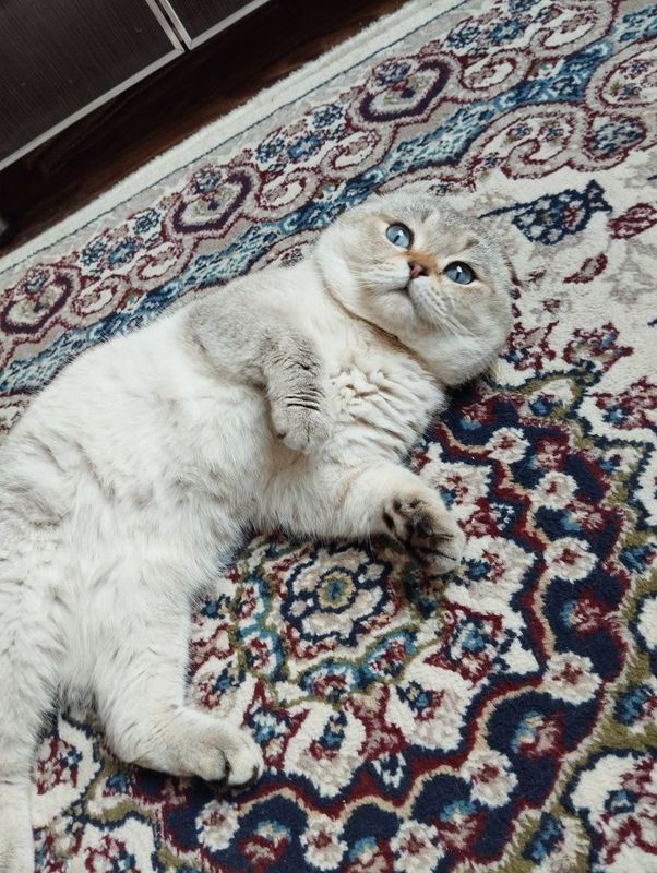 Продам кота шиншилла Продам кота шиншилла