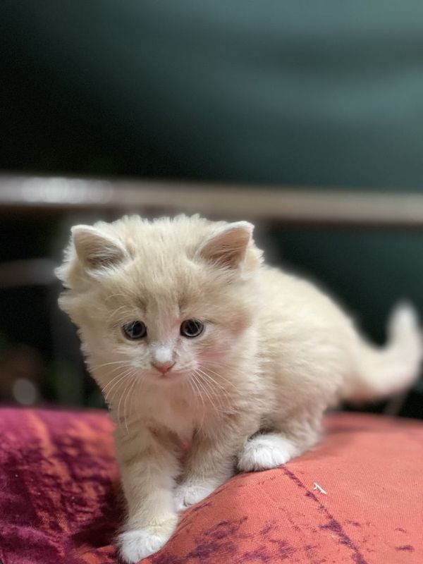 Отдаем котят в добрые руки Отдаем котят в добрые руки
