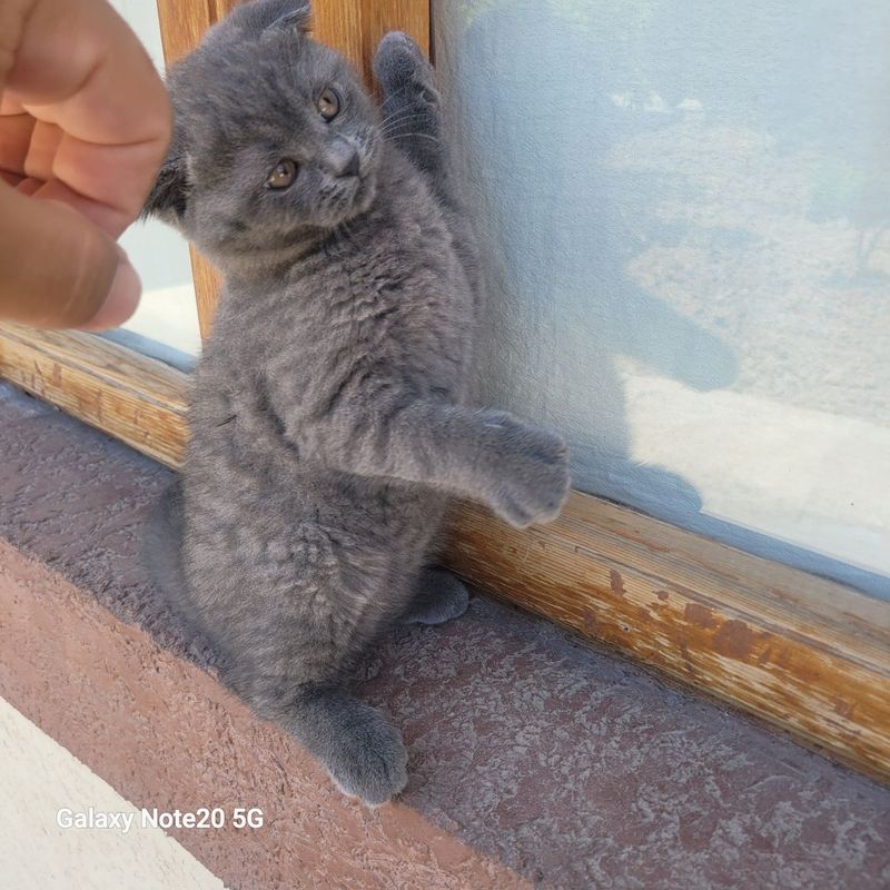 Продаётся. Шотландский скотиш фолд 2.5 месячные мальчик Продаётся. Шотландский скотиш фолд 2.5 месячные мальчик